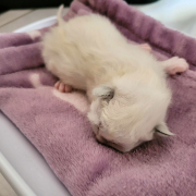 Kitten 2c 5 Tage Heilige Birma