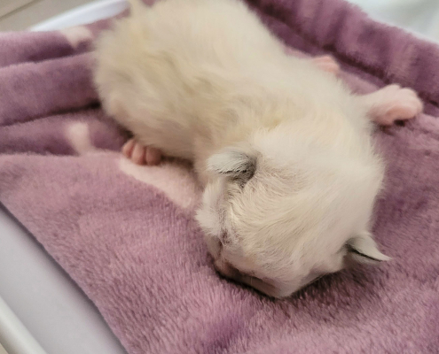 Kitten 2c 5 Tage Heilige Birma