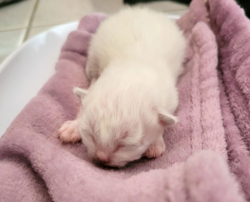 Kitten 3b 5 Tage Heilige Birma