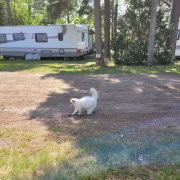 Neptun 4Mt beim Camping 1 Heilige Birma