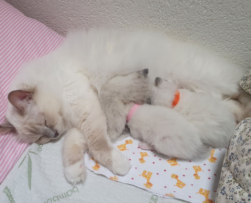 Wurf M1 mit 19 Tagen 2 Heilige Birma