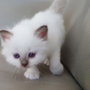 Kater M1 Rosa 1 Heilige Birma