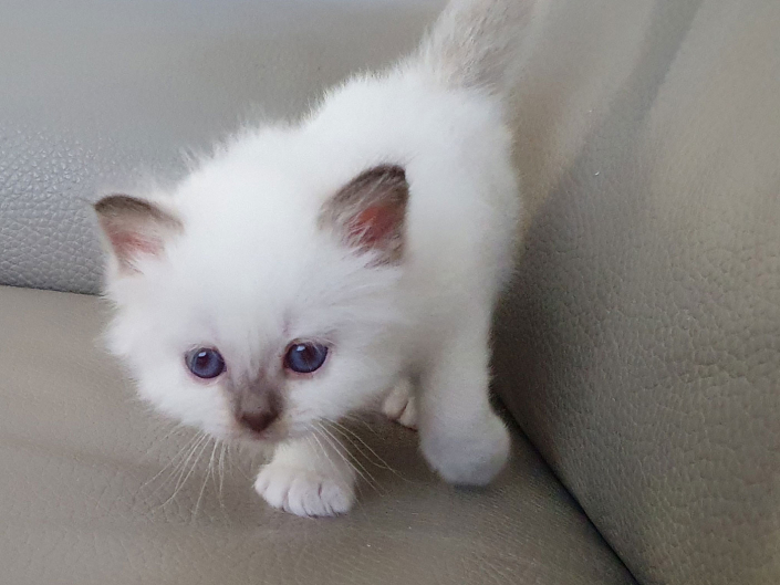 Kater M1 Rosa 1 Heilige Birma