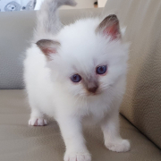 Kater M1 Rosa 2 Heilige Birma