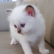 Kater M1 Rosa 3 Heilige Birma