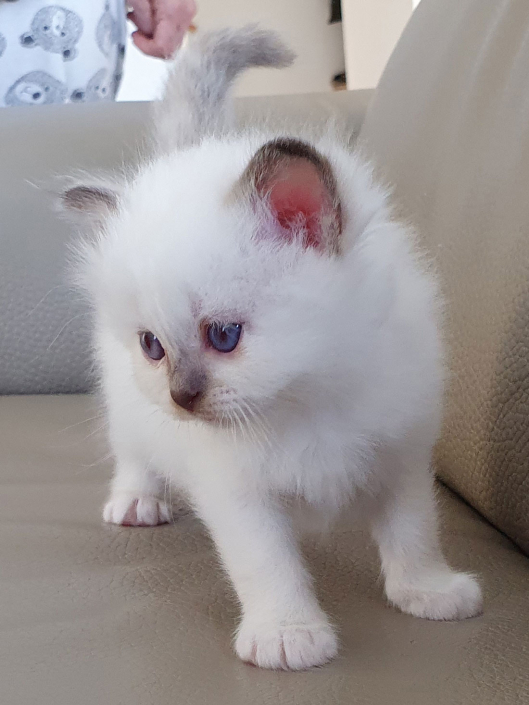 Kater M1 Rosa 3 Heilige Birma