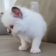 Kater M1 Rosa 4 Heilige Birma