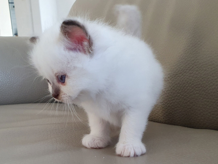 Kater M1 Rosa 4 Heilige Birma