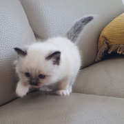Kater M1 Violett 1 Heilige Birma
