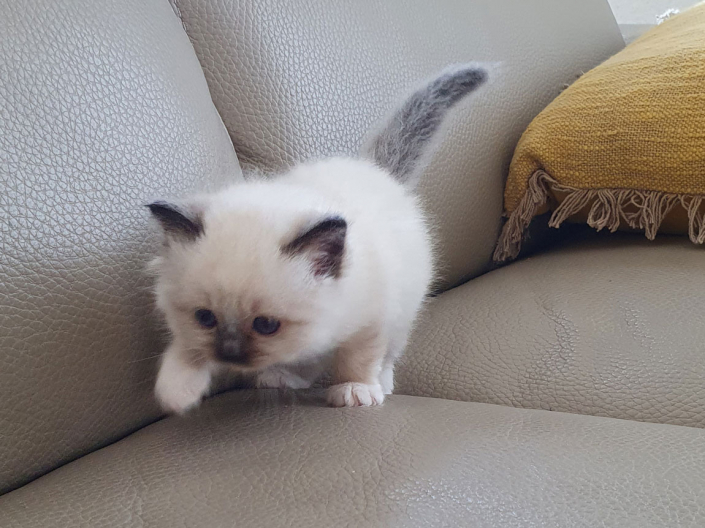Kater M1 Violett 1 Heilige Birma