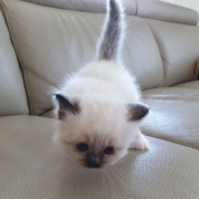 Kater M1 Violett 2 Heilige Birma