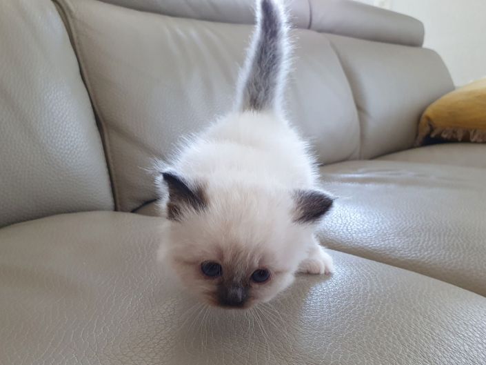 Kater M1 Violett 2 Heilige Birma