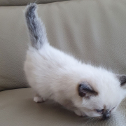 Kater M1 Violett 3 Heilige Birma