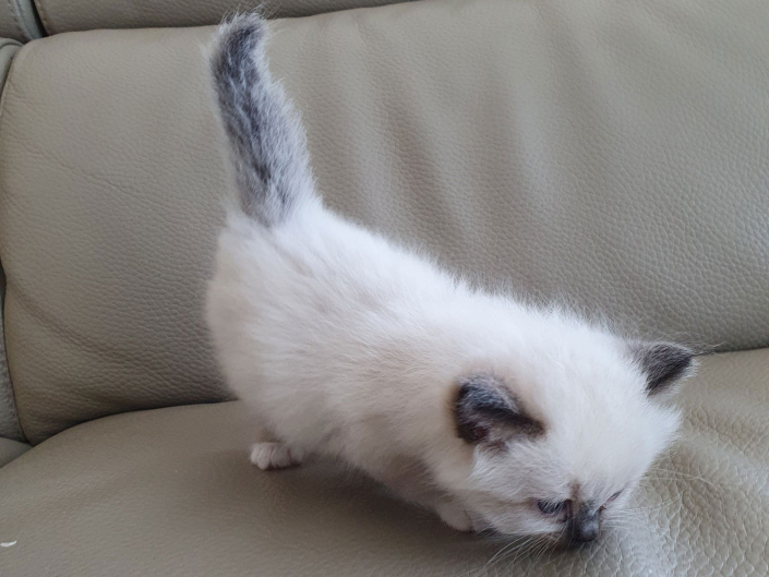 Kater M1 Violett 3 Heilige Birma