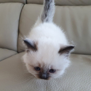 Kater M1 Violett 4 Heilige Birma