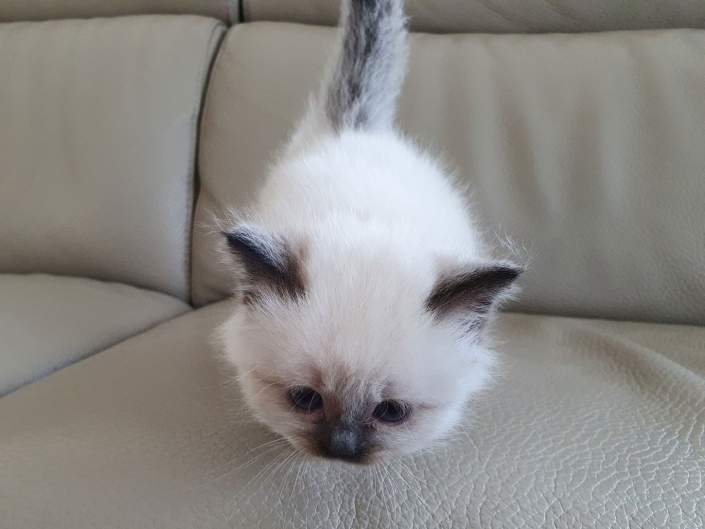 Kater M1 Violett 4 Heilige Birma