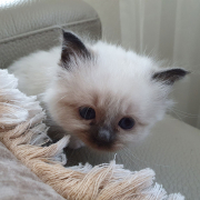 Kater M1 Violett 5 Heilige Birma