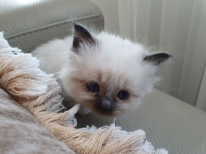 Kater M1 Violett 5 Heilige Birma