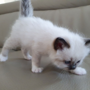 Kater M1 Violett 6 Heilige Birma
