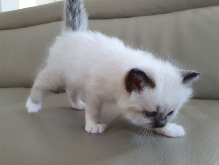 Kater M1 Violett 6 Heilige Birma