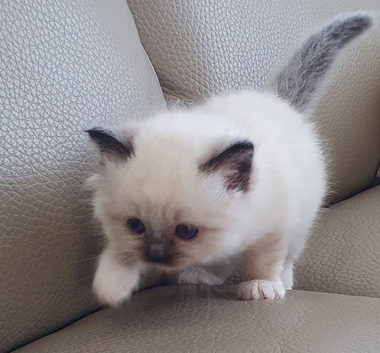 Kater M1 Violett Main Heilige Birma