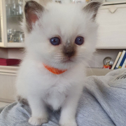 Maedchen M1 Orange 4 Heilige Birma