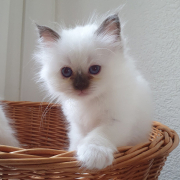Mayla 46 Tge 2 Heilige Birma
