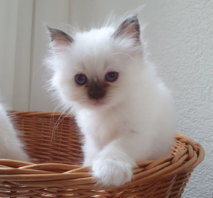 Mayla 46 Tge 2 Heilige Birma